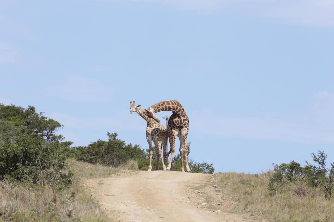 Horseshoe Game Reserve Іст-Лондон Екстер'єр фото